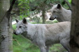 Gray wolves at Woodland Park Zoo (June 2014)