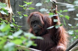 Orangutan at Woodland Park Zoo (June 2014)